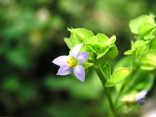 ไส้ปลาเข็ม Exacum pteranthum Wall. ex Griseb.<br/>GENTIANACEAE